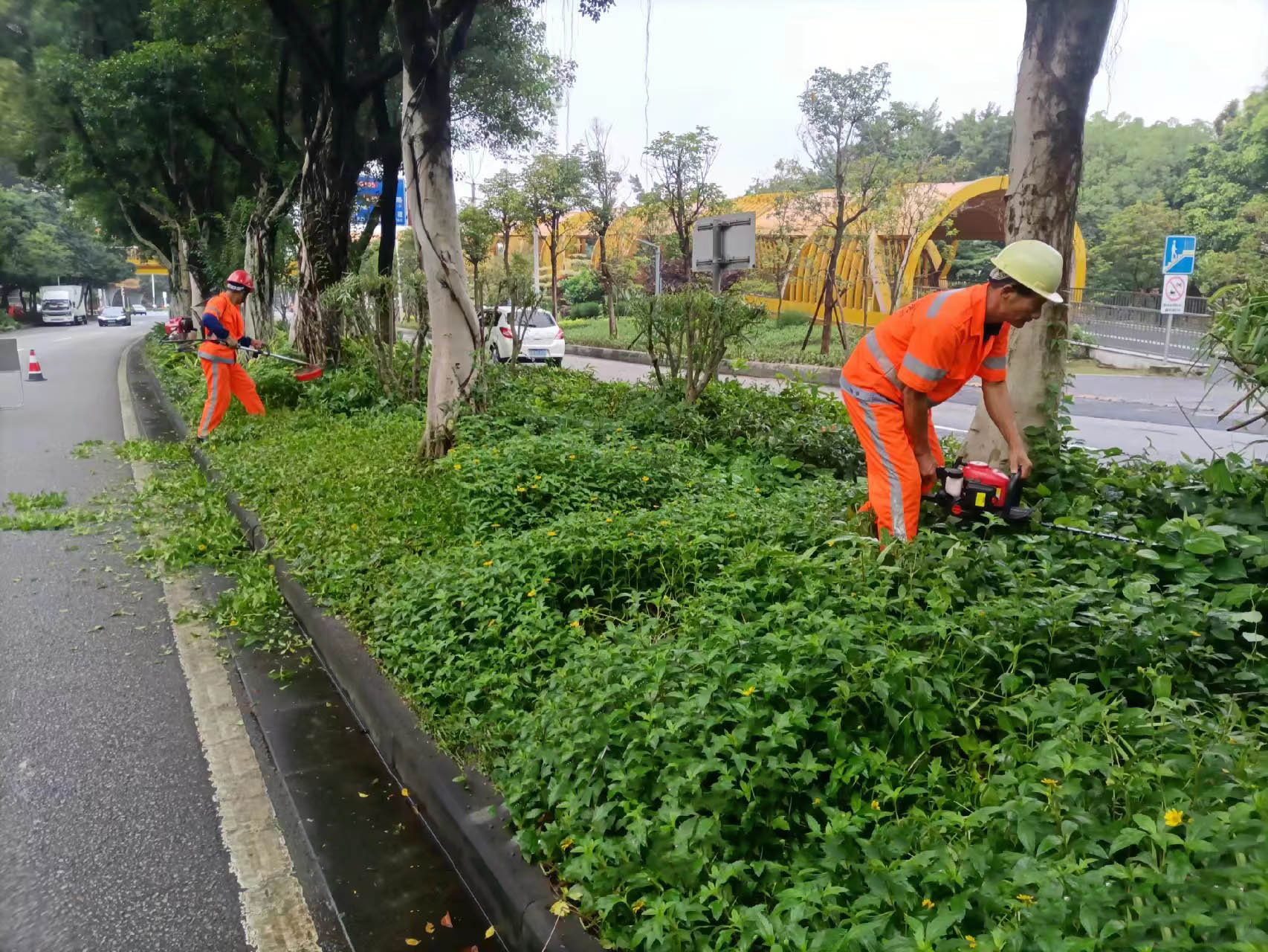 深圳城市绿化草坪除杂草